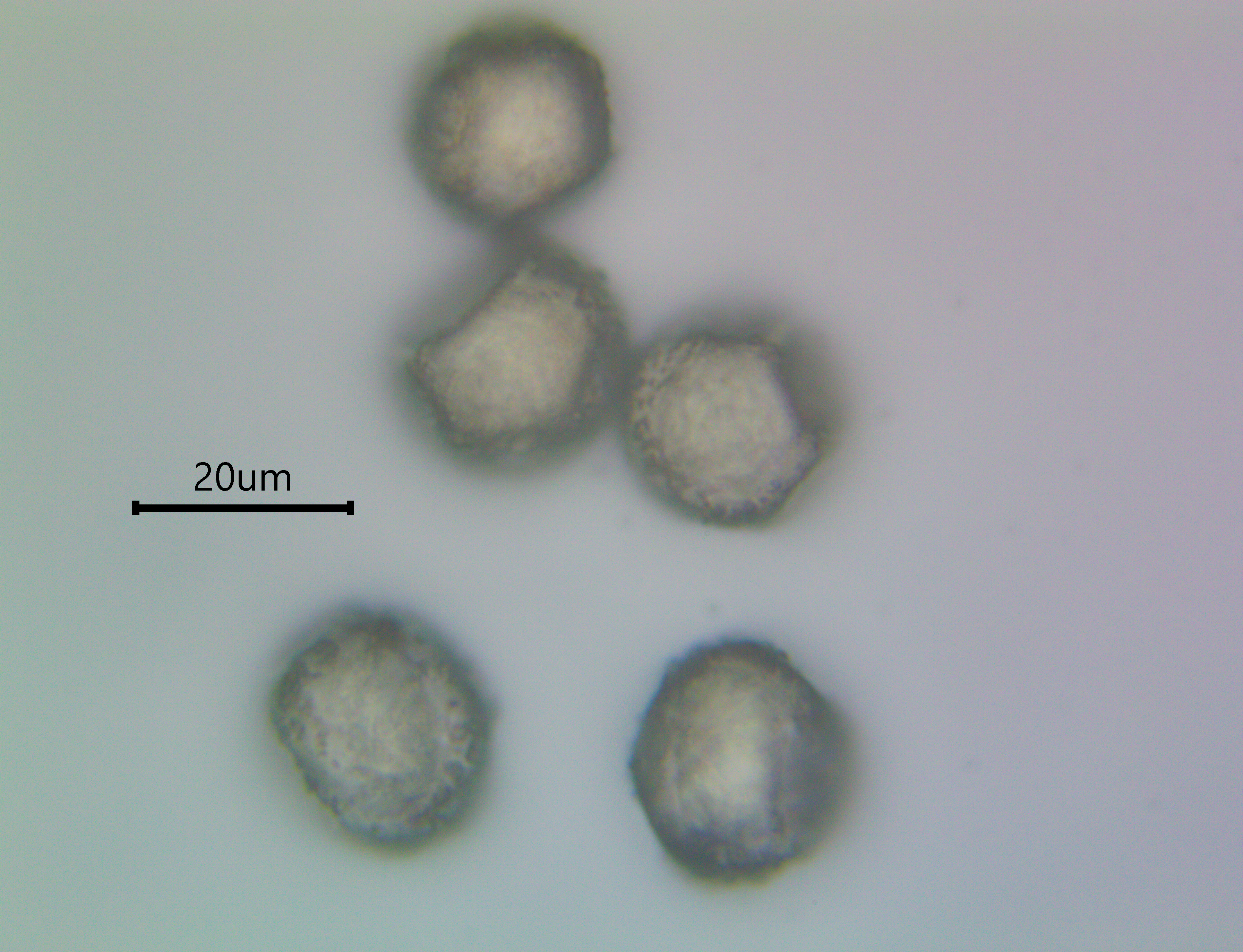 Optical microscopy image of cypress pollen grains