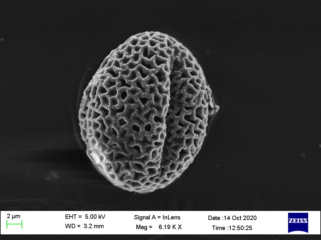 Scanning Electron Microscopy image of an olive tree pollen grain